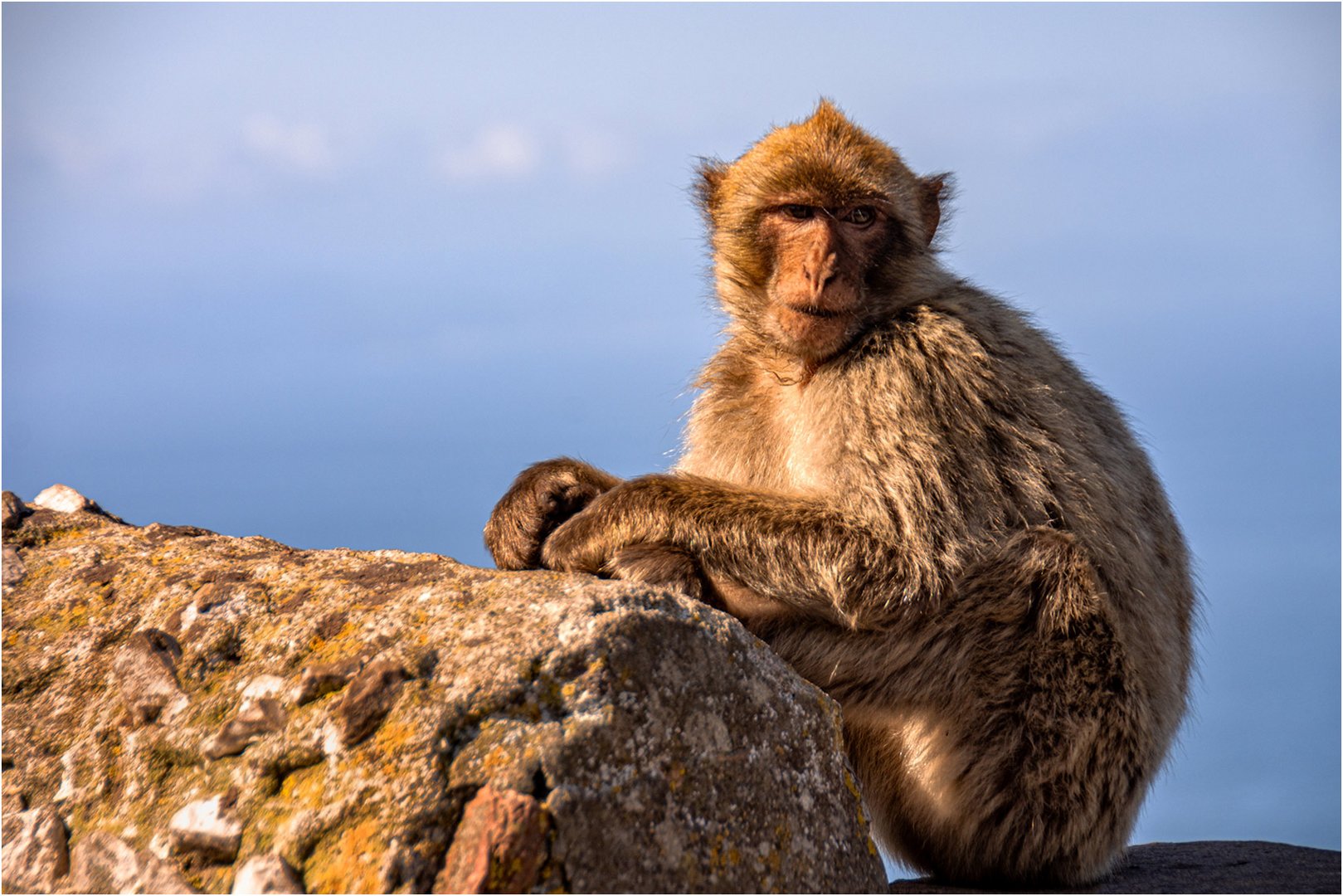 Der Berberaffe von Gibraltar