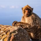 Der Berberaffe von Gibraltar