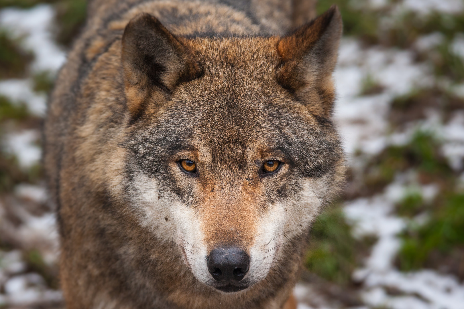 der bereits bekannte Wolfsblick