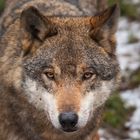 der bereits bekannte Wolfsblick