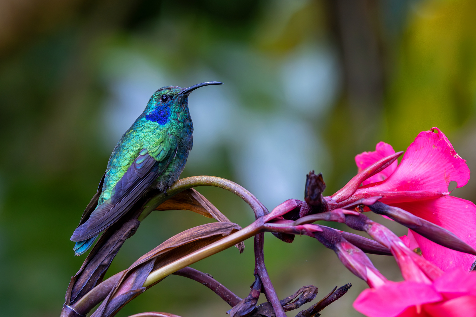 Der Berg-Veilchenohrkolibri...