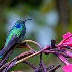 Der Berg-Veilchenohrkolibri...