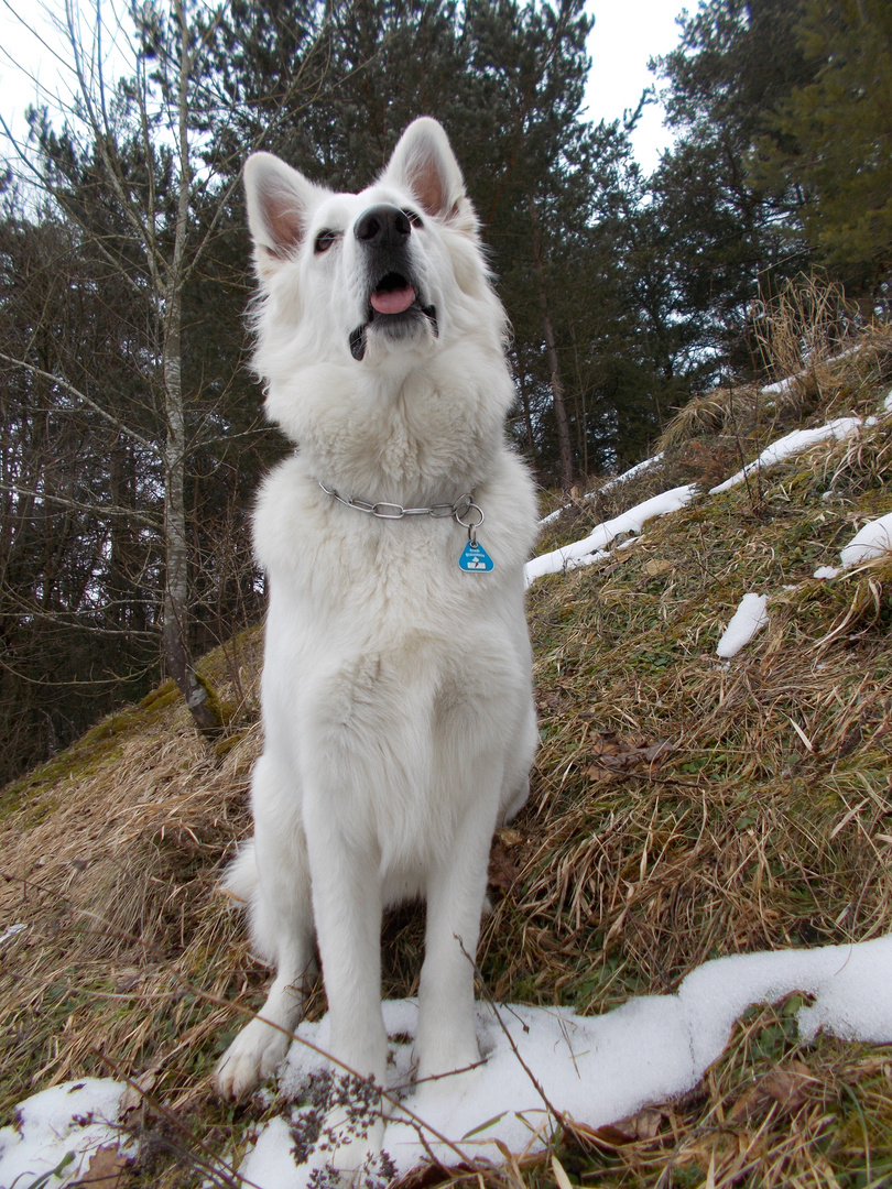 Der Berger Blanc Suisse Weisser Schweizer Schäferhund