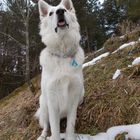 Der Berger Blanc Suisse Weisser Schweizer Schäferhund