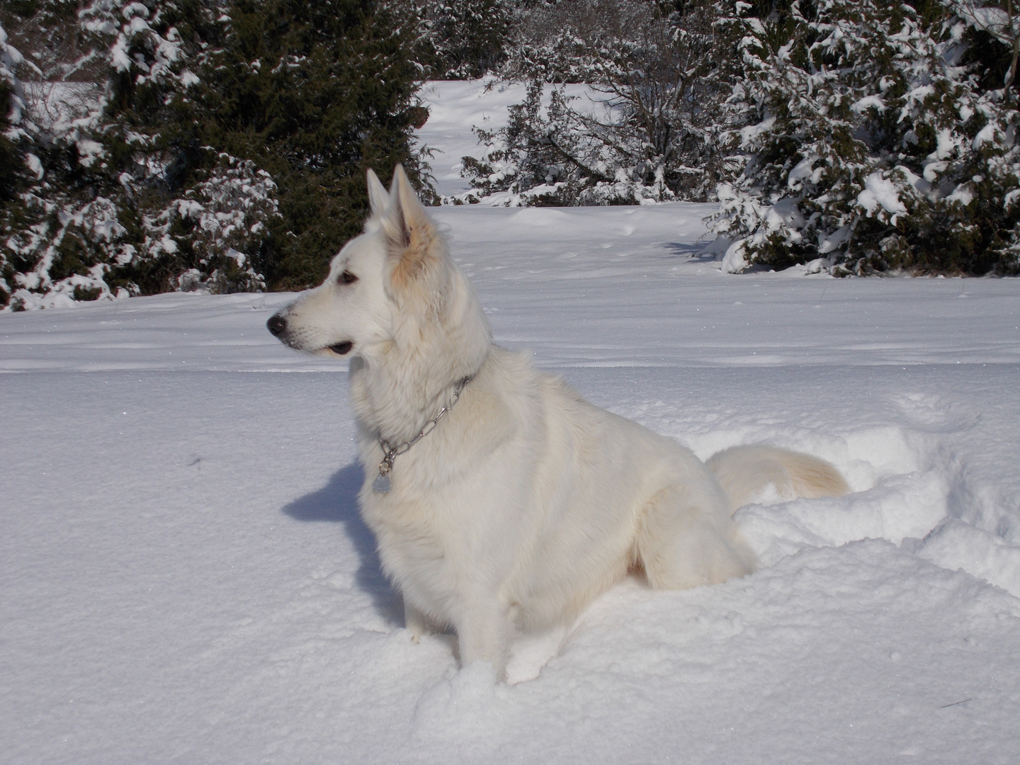 Der Berger Blanc Suisse Weisser Schweizer Schäferhund