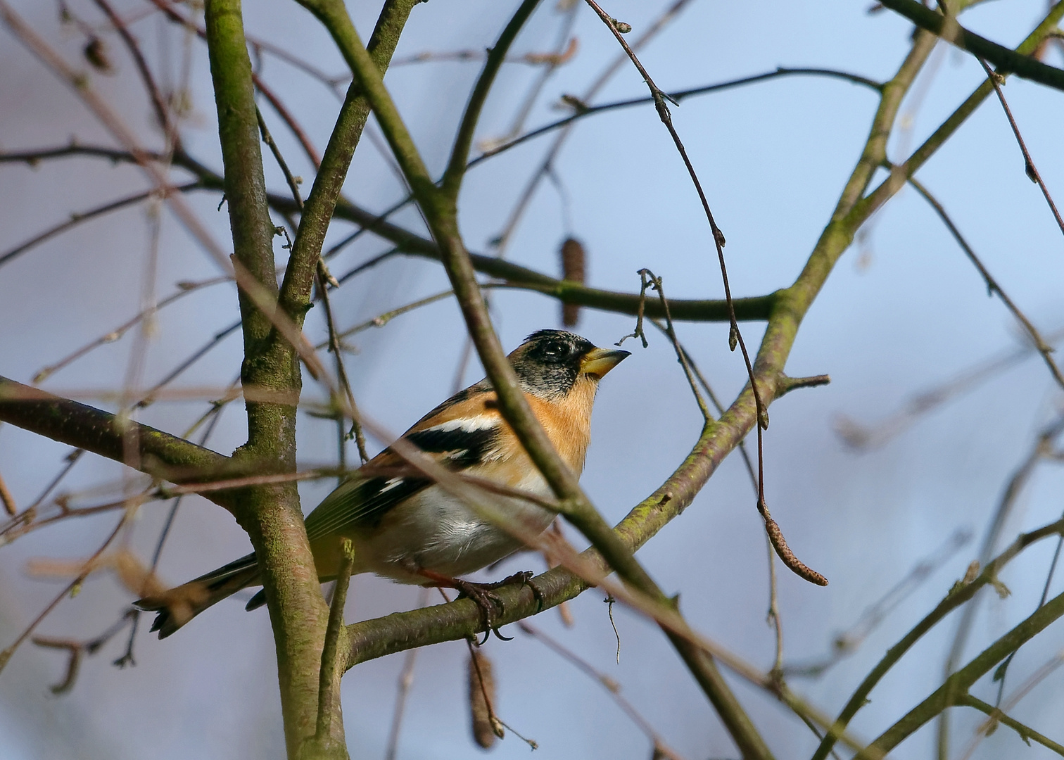 Der Bergfink im Wald