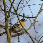 Der Bergfink im Wald