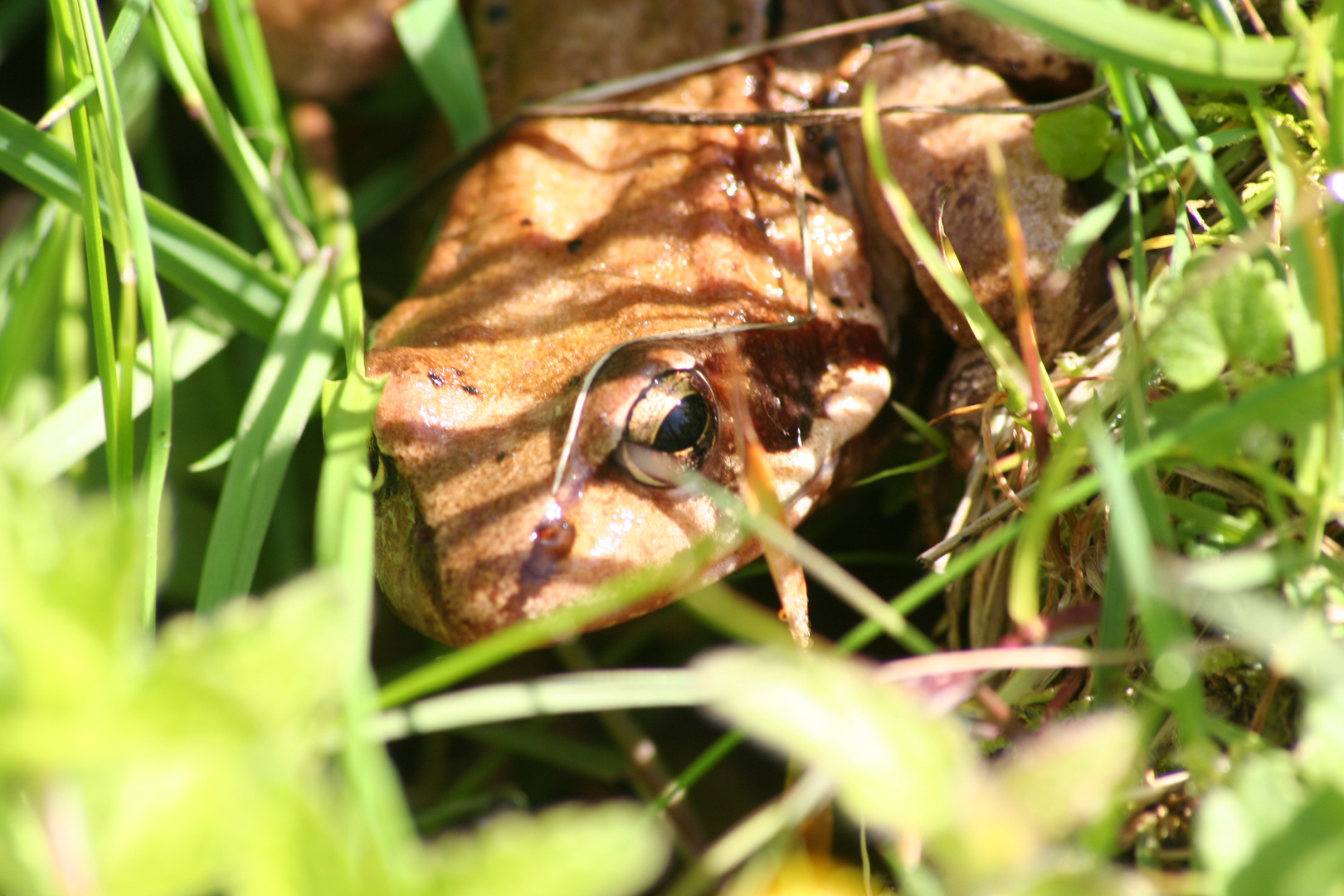 Der Bergfrosch