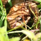 Der Bergfrosch