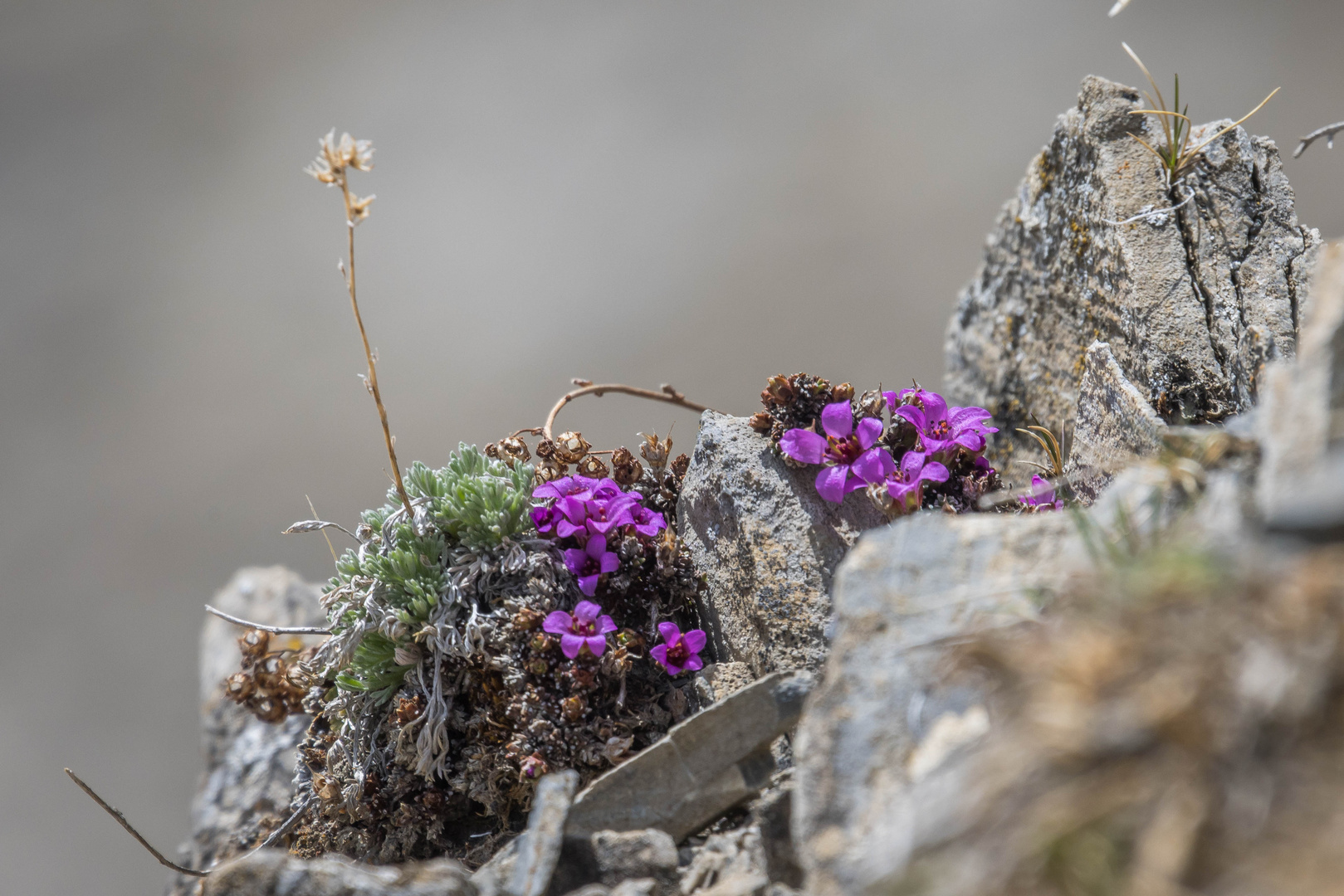 Der Bergfrühling ist da