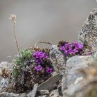 Der Bergfrühling ist da