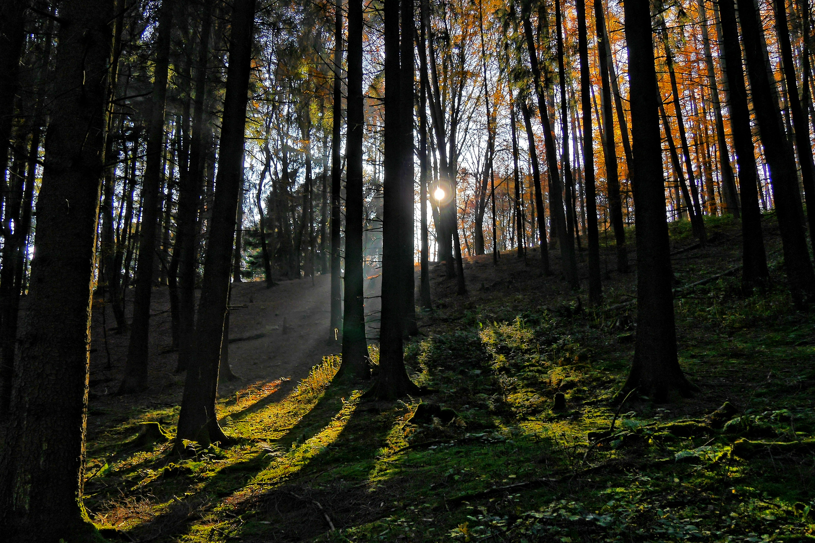 Der Bergische Wald