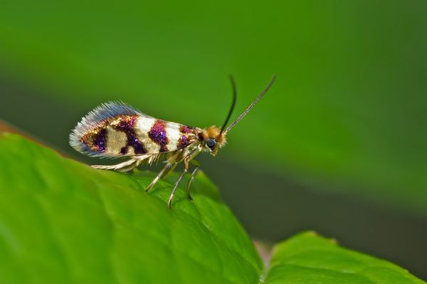 Der Bergwiesen-Urfalter, ein Winzling ...