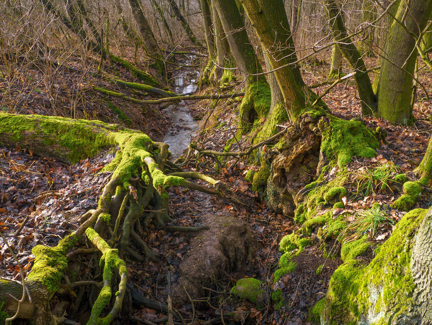 Der Berlbach im Berlach