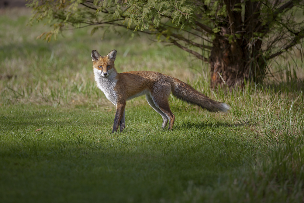 Der Berliner Fuchs