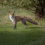 Der Berliner Fuchs