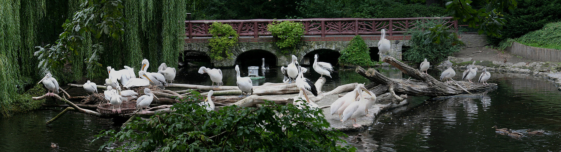 der berliner zoo gefällt mir immer wieder