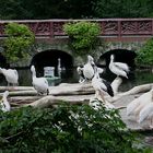 der berliner zoo gefällt mir immer wieder