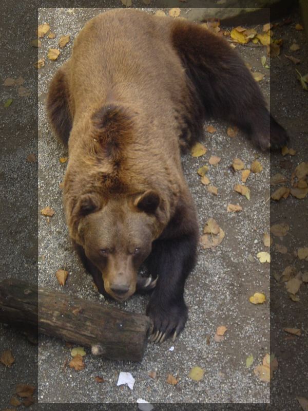 Der Berner Bär