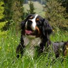 der berner sennenhund...