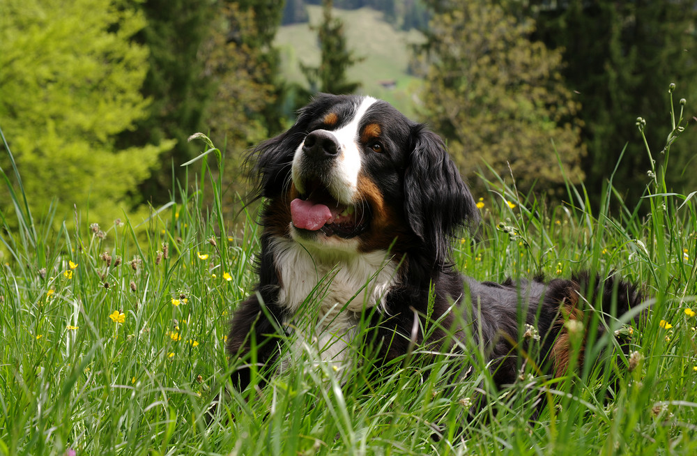 der berner sennenhund...