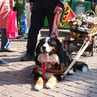 Der Berner Sennenhund