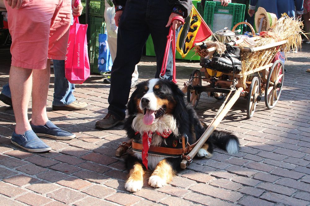 Der Berner Sennenhund