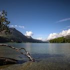 Der berühmte Baum am Silsersee