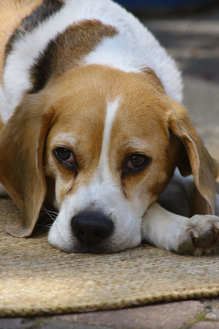 der berühmte beagleblick....