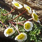 Der berühmte Gletscherhahnenfuß -Ranunkulus glacialis in einer besonderen Aufnahme ...