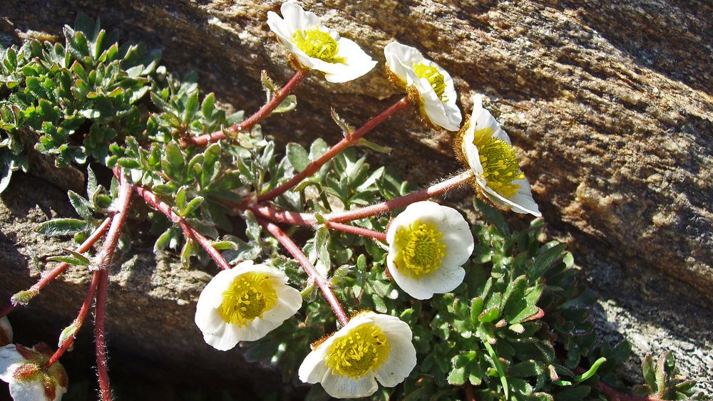 Der berühmte Gletscherhahnenfuß -Ranunkulus glacialis in einer besonderen Aufnahme ...