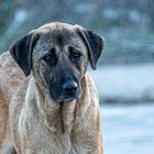 Der berühmte Hundeblick