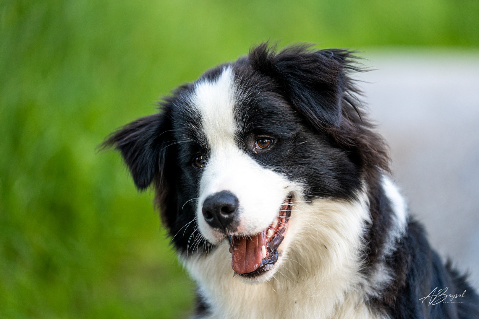 Der berühmte Hundeblick