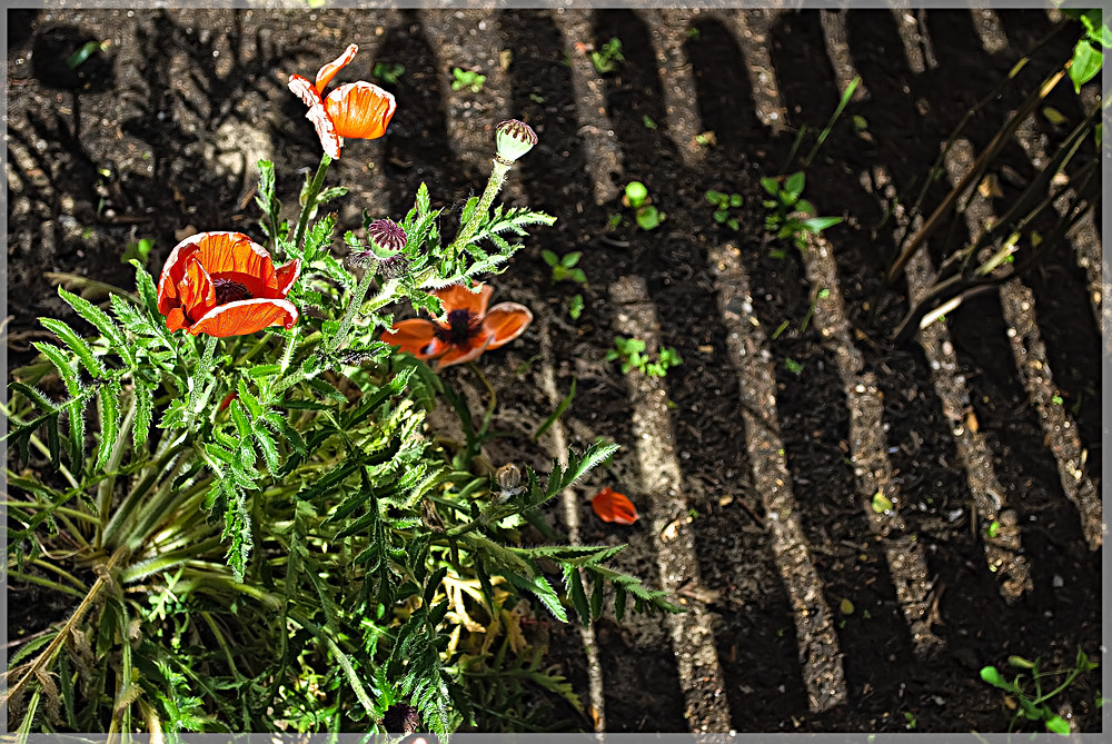 Der berühmte Mohn, hinter gittern...