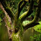 der berühmte Moosbaum aus Malgarten