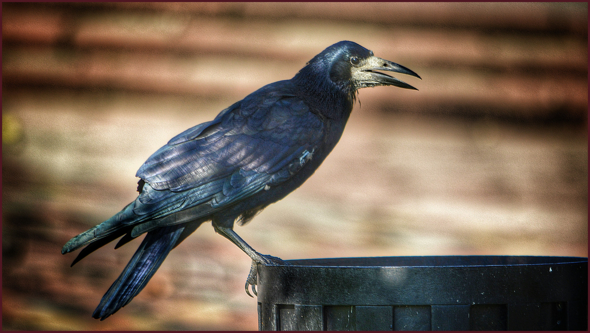 Der berühmte Mülltaucher - Ein sehr seltener Singvogel