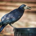 Der berühmte Mülltaucher - Ein sehr seltener Singvogel