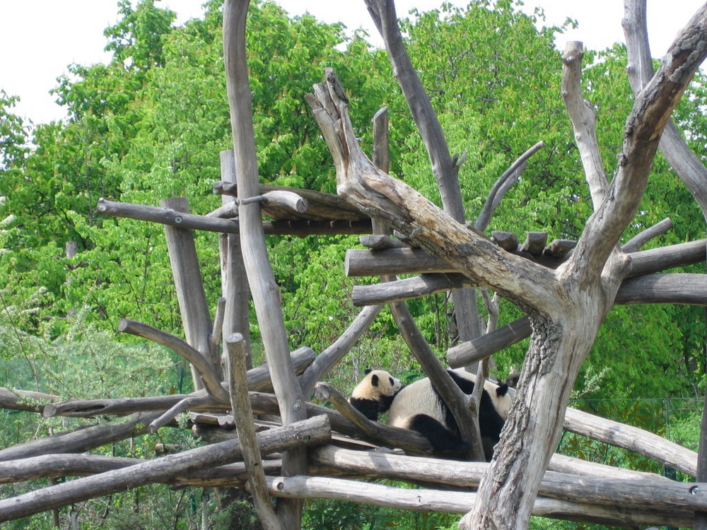 der berühmteste Bewohner des Tierparks Schönbrunn in Wien