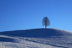 Der Bescheidene