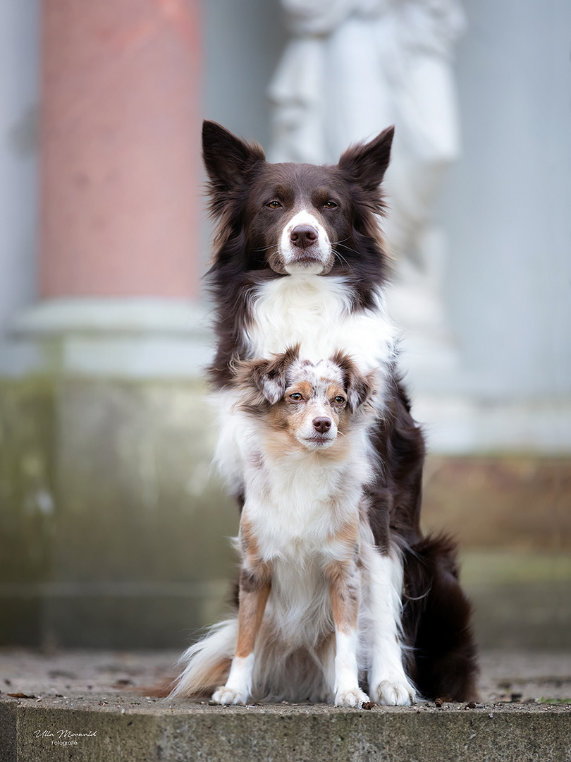 …der Beschützer… Foto & Bild hunde, aussie, hund Bilder auf