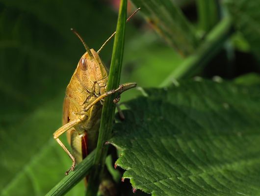 DER BESCHWERLICHE AUFSTIEG 