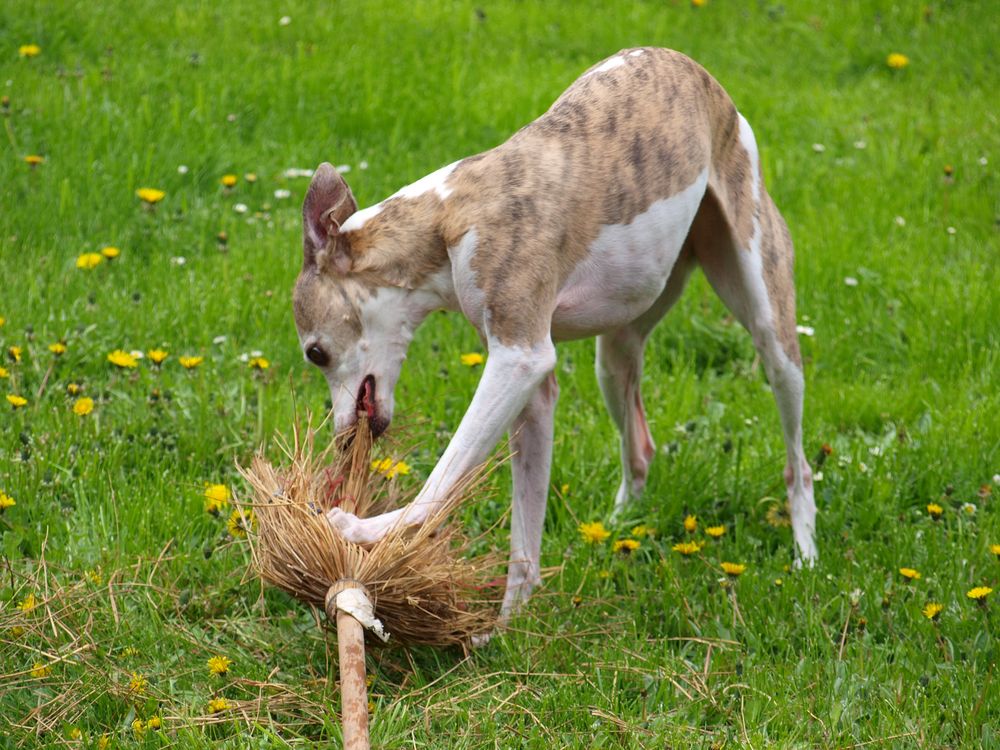 Der Besen Ist Erledigt Foto Bild Tiere Haustiere Hunde Bilder Auf Fotocommunity