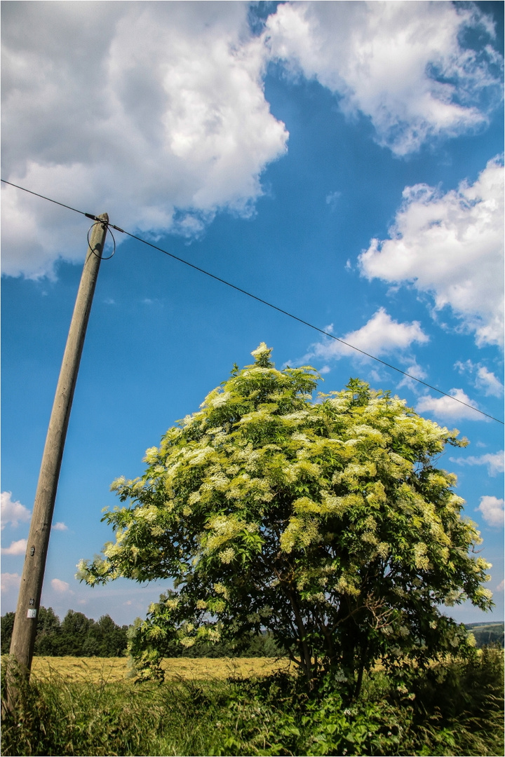 Der besoffene Strommast