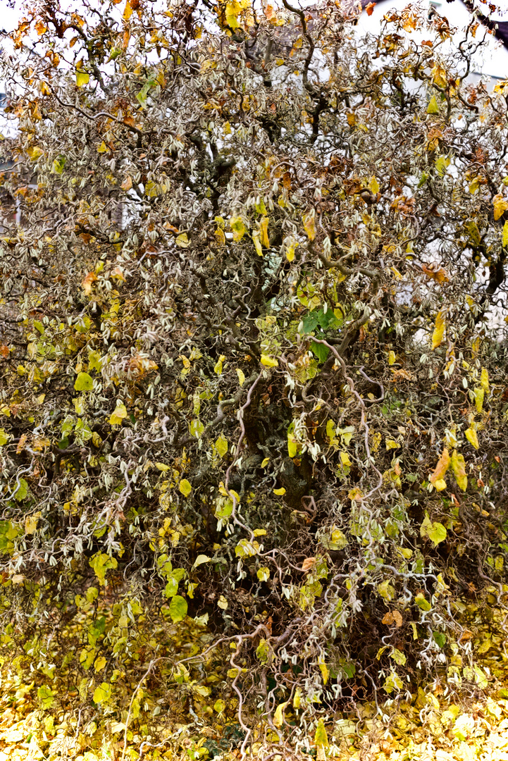 Der besondere Baum/Strauch Korkenzieher Haselnuss 