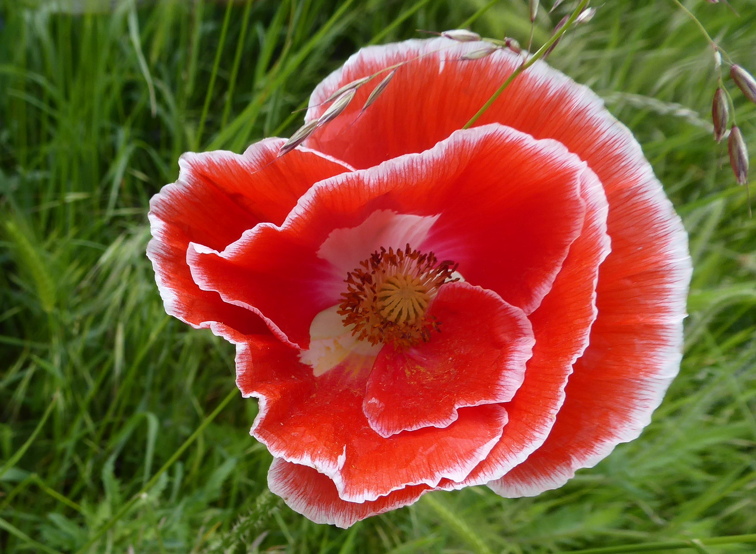 der besondere Mohn