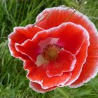 der besondere Mohn