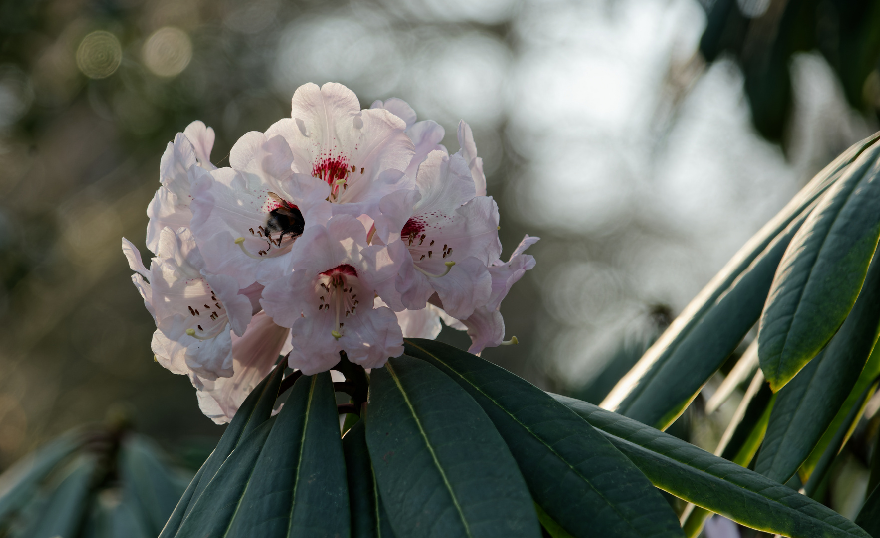 der besondere Rhododendron mit Besuch