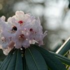 der besondere Rhododendron mit Besuch