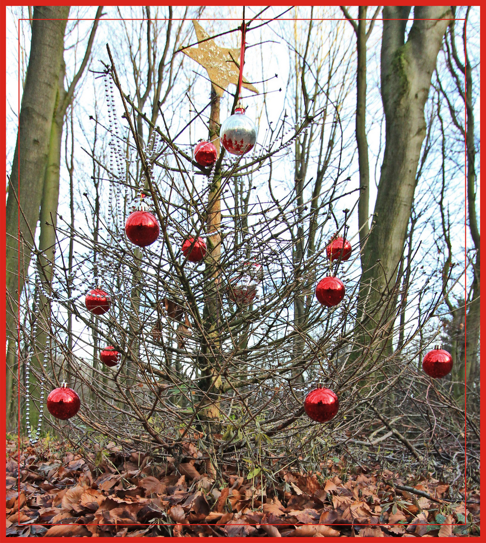 Der besondere Tannenbaum!