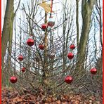 Der besondere Tannenbaum!